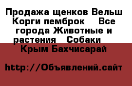 Продажа щенков Вельш Корги пемброк  - Все города Животные и растения » Собаки   . Крым,Бахчисарай